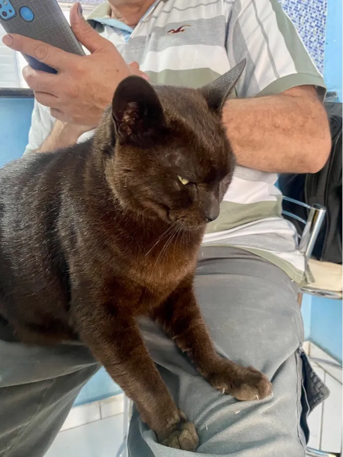 Gato raça SRD-ViraLata idade 6 ou mais anos nome Preto