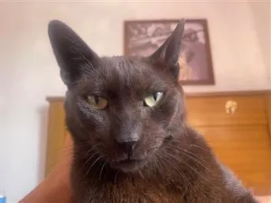 Gato raça SRD-ViraLata idade 6 ou mais anos nome Preto