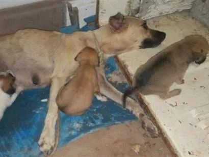Cachorro raça SRD-ViraLata idade Abaixo de 2 meses nome vilalatas
