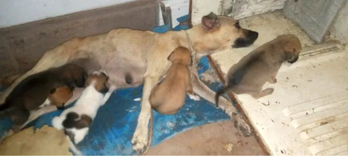 Cachorro raça SRD-ViraLata idade Abaixo de 2 meses nome vilalatas