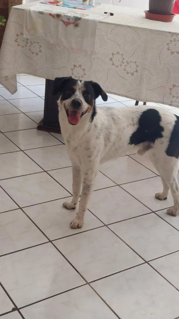 Cachorro raça SRD-ViraLata idade 3 anos nome Mike