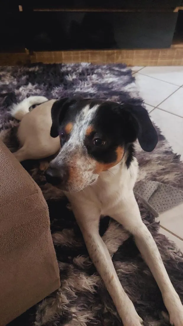 Cachorro raça SRD-ViraLata idade 3 anos nome Mike