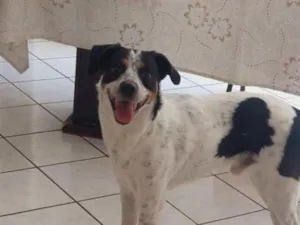 Cachorro raça SRD-ViraLata idade 3 anos nome Mike