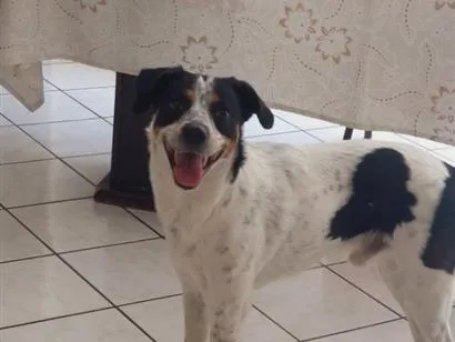 Cachorro raça SRD-ViraLata idade 3 anos nome Mike