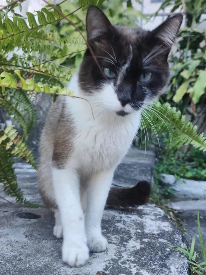Gato raça SRD-ViraLata idade 2 anos nome sem identificação