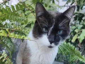 Gato raça SRD-ViraLata idade 2 anos nome sem identificação