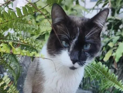 Gato raça SRD-ViraLata idade 2 anos nome sem identificação