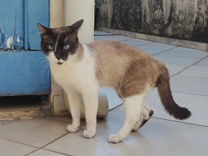 Gato raça SRD-ViraLata idade 2 anos nome sem identificação