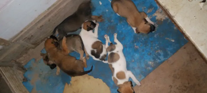 Cachorro raça SRD-ViraLata idade Abaixo de 2 meses nome nataliapires