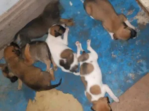 Cachorro raça SRD-ViraLata idade Abaixo de 2 meses nome nataliapires