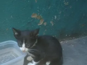Gato raça SRD-ViraLata idade 2 a 6 meses nome nego