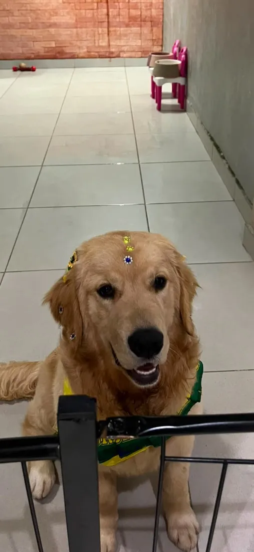 Cachorro raça Labrador idade 7 a 11 meses nome Pandora