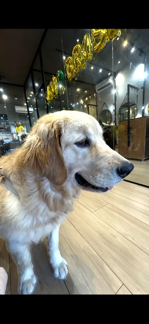 Cachorro raça Labrador idade 7 a 11 meses nome Pandora