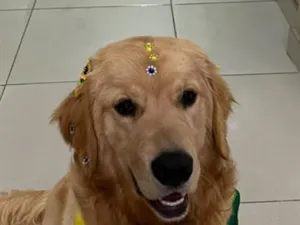Cachorro raça Labrador idade 7 a 11 meses nome Pandora