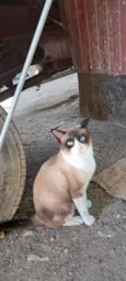 Simba