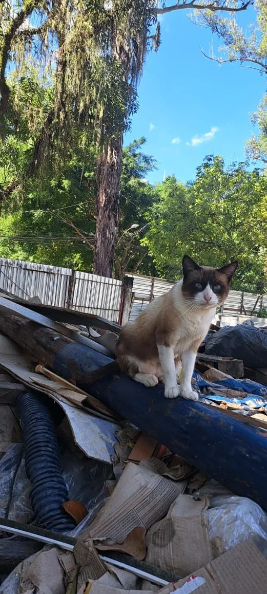 Gato raça SRD-ViraLata idade 7 a 11 meses nome Simba