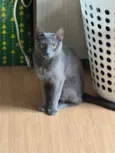 Frida