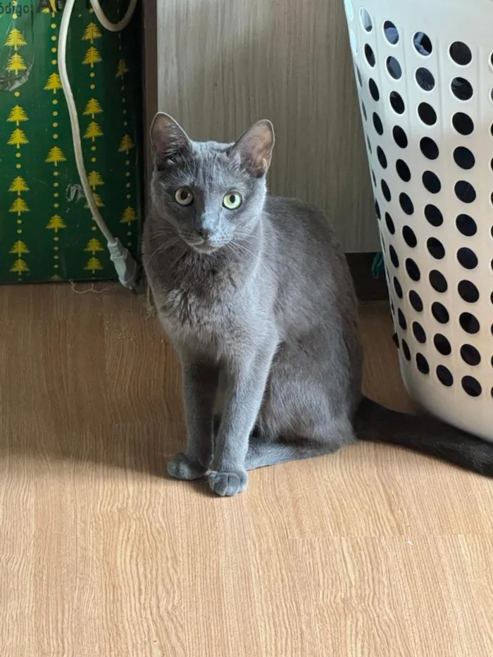 Gato raça SRD-ViraLata idade 2 anos nome Frida