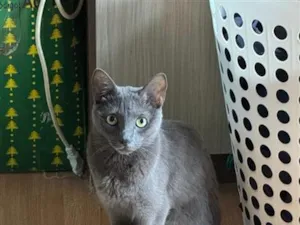 Gato raça SRD-ViraLata idade 2 anos nome Frida