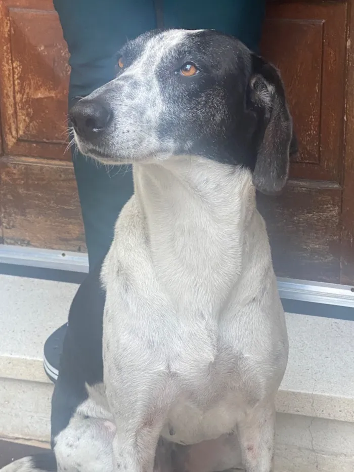 Cachorro raça SRD-ViraLata idade 5 anos nome Mimosa