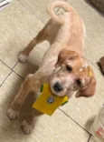 Vivi