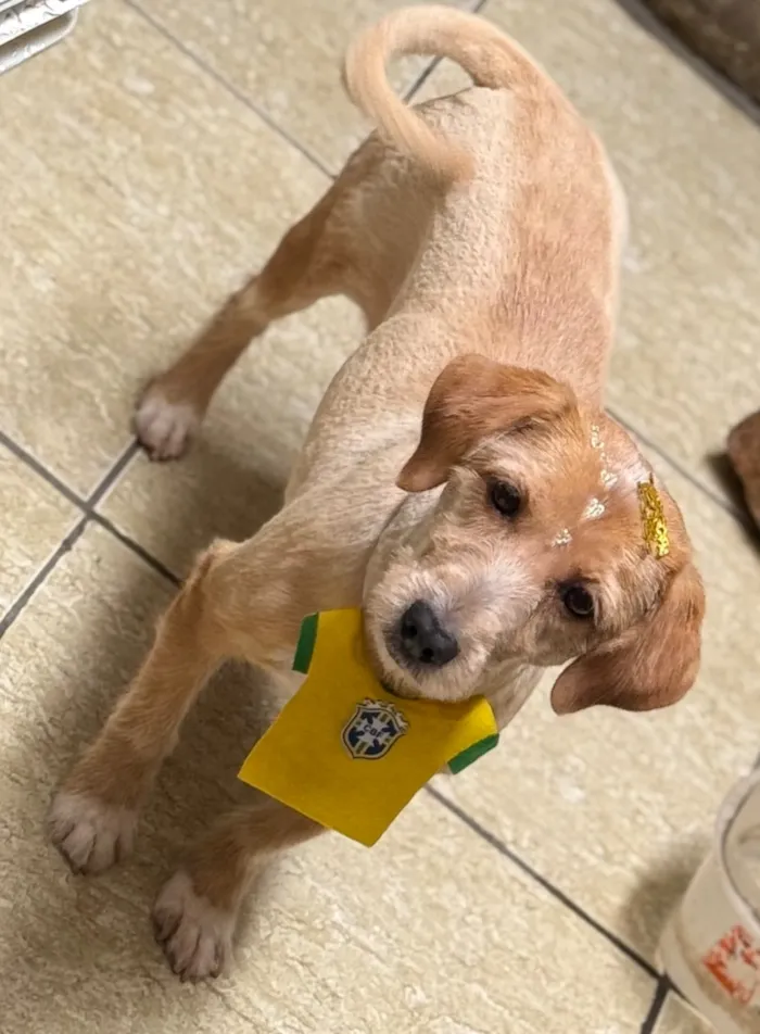 Cachorro raça SRD-ViraLata idade 6 ou mais anos nome Vivi