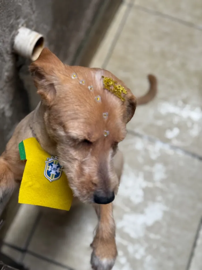 Cachorro raça SRD-ViraLata idade 6 ou mais anos nome Vivi