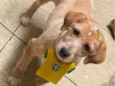 Vivi