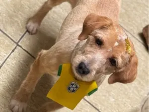 Cachorro raça SRD-ViraLata idade 6 ou mais anos nome Vivi