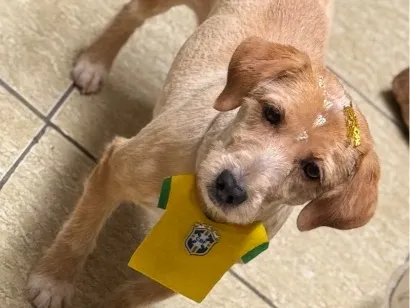 Cachorro raça SRD-ViraLata idade 6 ou mais anos nome Vivi
