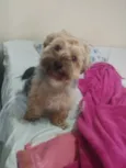 Teddy 