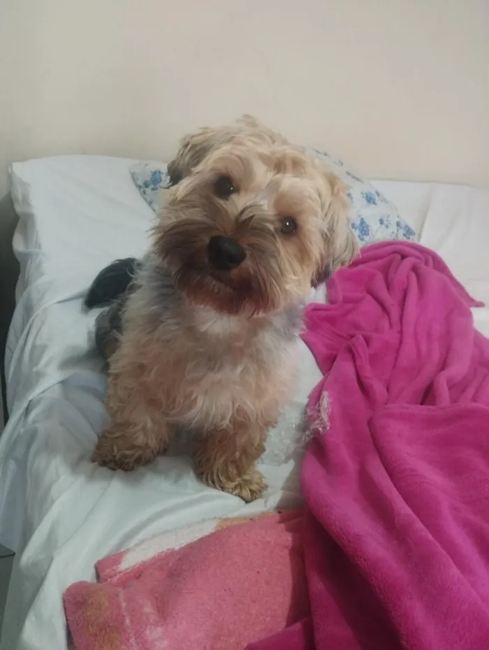 Cachorro raça SRD-ViraLata idade 1 ano nome Teddy 