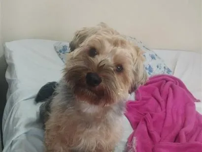 Cachorro raça SRD-ViraLata idade 1 ano nome Teddy 
