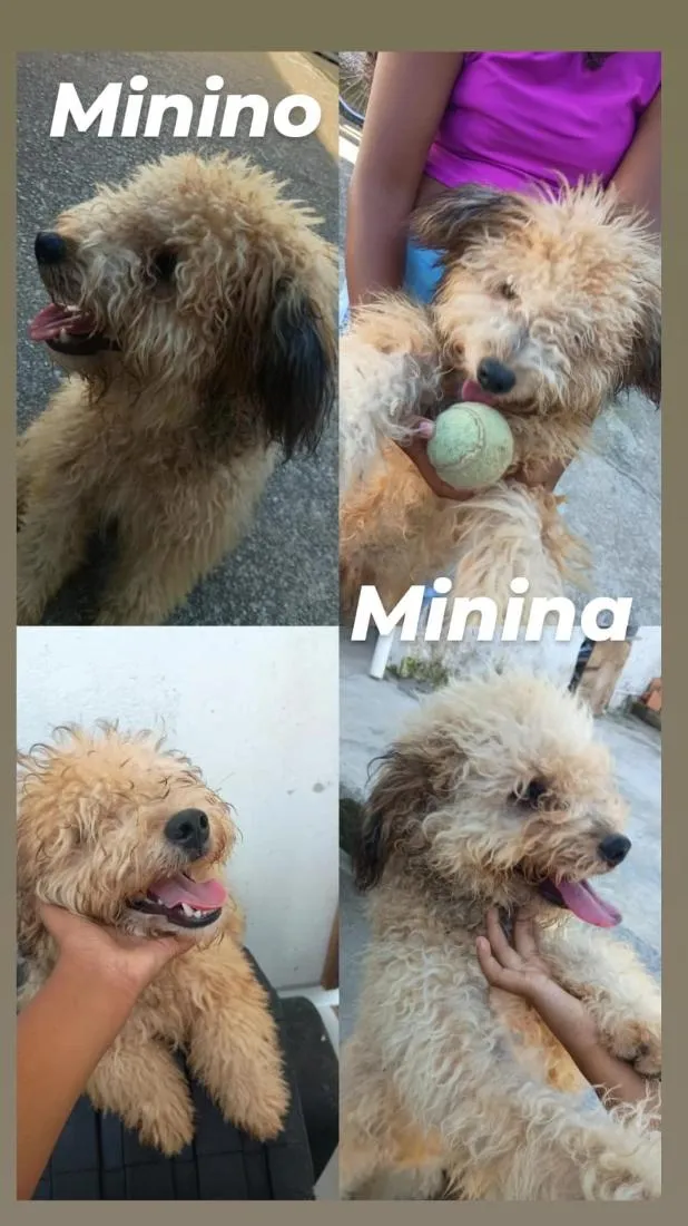 Cachorro raça Poodle idade 2 a 6 meses nome firulina e boby