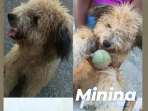 Cachorro raça Poodle idade 2 a 6 meses nome firulina e boby