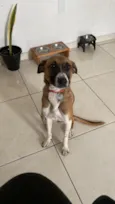 Pipoca