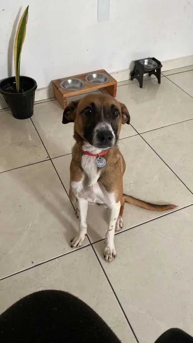 Cachorro raça SRD-ViraLata idade 7 a 11 meses nome Pipoca