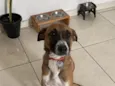 Pipoca