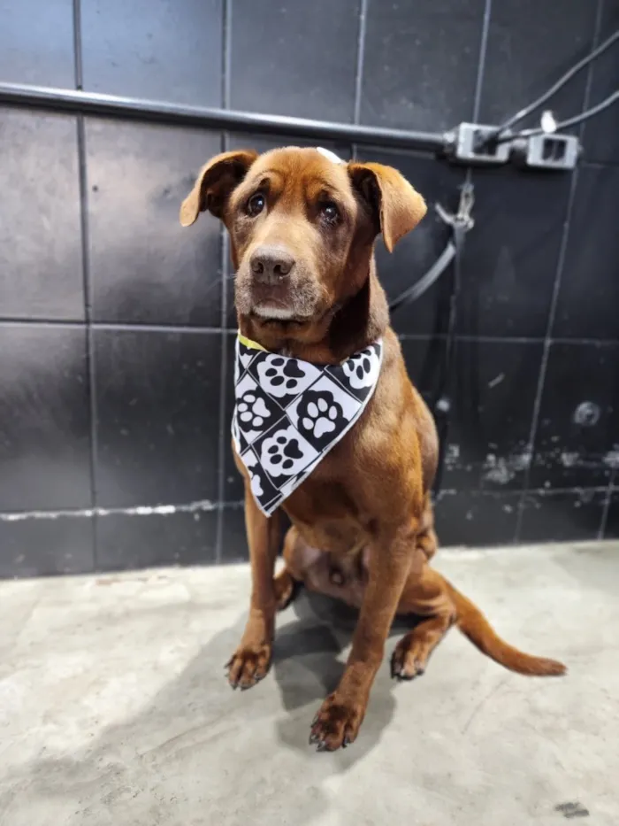 Cachorro raça SRD-ViraLata idade 6 ou mais anos nome Bono