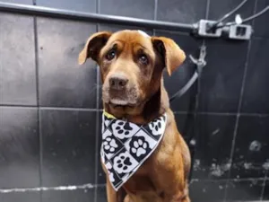 Cachorro raça SRD-ViraLata idade 6 ou mais anos nome Bono