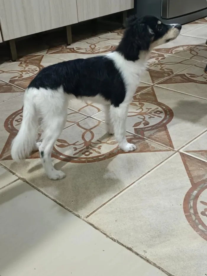 Cachorro raça SRD-ViraLata idade 2 a 6 meses nome Luke