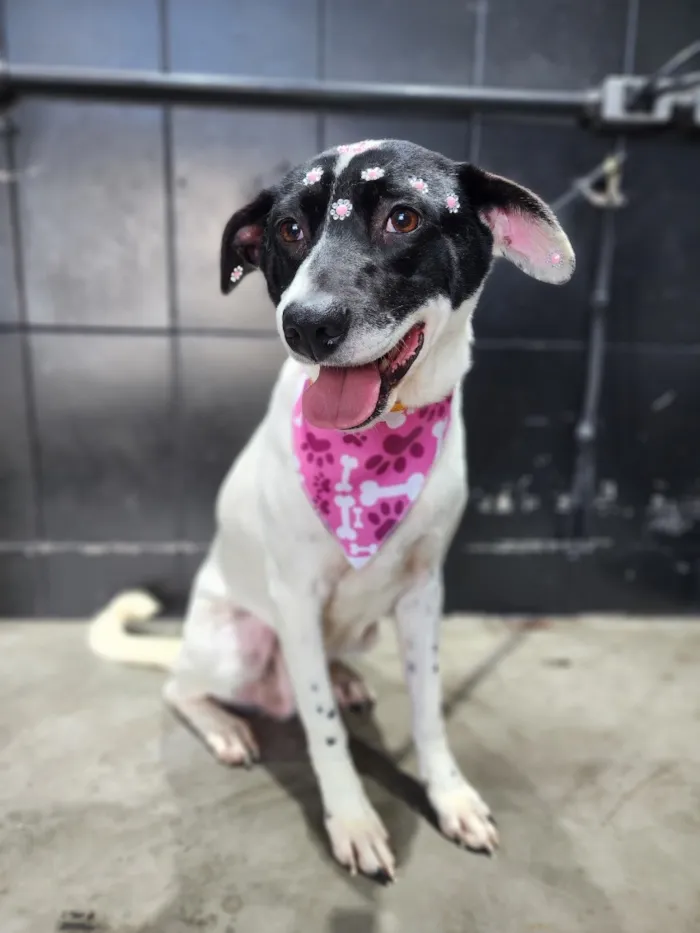 Cachorro raça SRD-ViraLata idade 4 anos nome Toffee