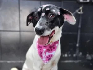 Cachorro raça SRD-ViraLata idade 4 anos nome Toffee