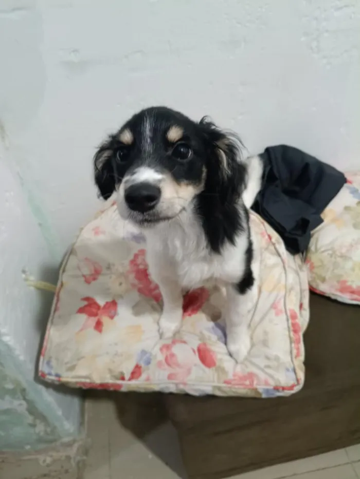 Cachorro raça SRD-ViraLata idade 2 a 6 meses nome Luke
