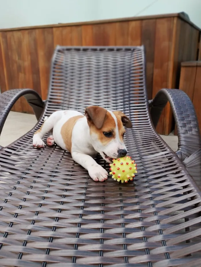 Cachorro raça SRD-ViraLata idade 2 a 6 meses nome Susi