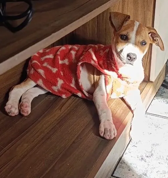Cachorro raça SRD-ViraLata idade 2 a 6 meses nome Susi