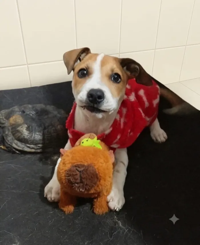 Cachorro raça SRD-ViraLata idade 2 a 6 meses nome Susi