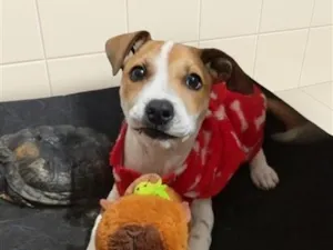 Cachorro raça SRD-ViraLata idade 2 a 6 meses nome Susi