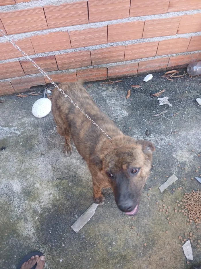 Cachorro raça SRD-ViraLata idade 1 ano nome Pandora 