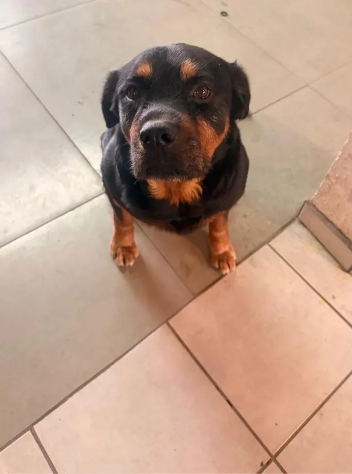 Cachorro raça Rottweiler idade 2 a 6 meses nome Blade